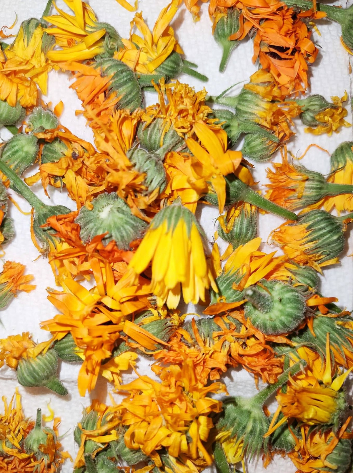 The Everyday Calendula Salve