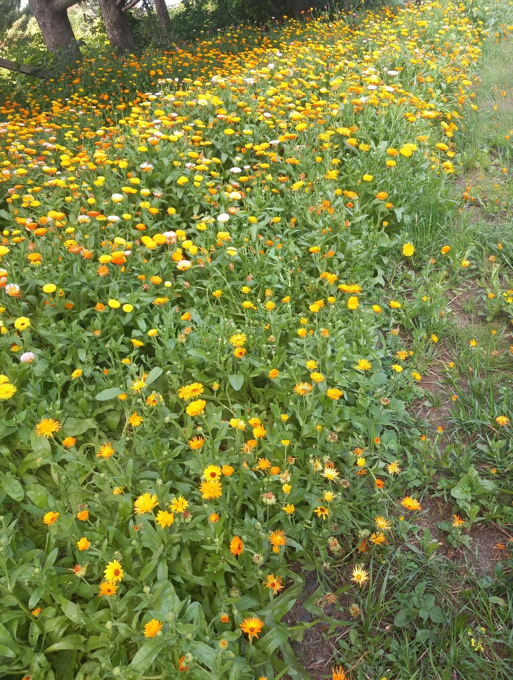 Calendula Bath Tea
